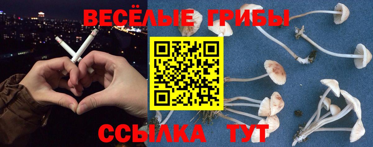 Псилоцибиновые грибы Cubensis  Вход с VPN  Горно-Алтайск 